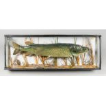 A 20TH CENTURY TAXIDERMY PIKE IN A PERSPEX GLAZED CASE. Caught by Irene Fletcher, Erith Pit,