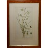 A SET OF FOUR LATE 18TH/EARLY 19TH CENTURY HAND COLOURED BOTANICAL ETCHINGS Titled 'Albuca