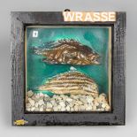 A 20TH CENTURY TAXIDERMY WRASSE IN A GLAZED CASE (h 20.5cm x w 20.5cm x d 5cm)