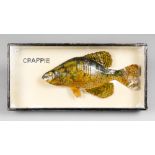 A 20TH CENTURY TAXIDERMY CRAPPIE IN A GLAZED CASE (h 18cm x w 38cm x d 5cm)