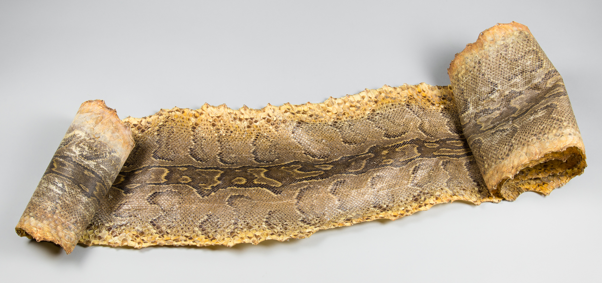 A PYTHON SKIN.(348cm)