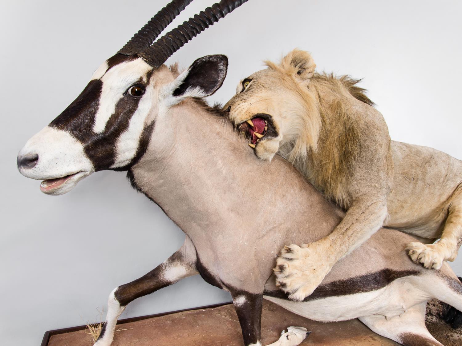 A MAGNIFICENT TAXIDERMY DIORAMA OF A MALE LION ATTACKING AN ORYX Namibia 21/09/2008. Taxidermist - Image 2 of 4