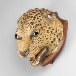 A 19TH CENTURY TAXIDERMY LEOPARD HEAD WITH SKULL UPON AN OAK SHIELD (h 30cm x w 22cm x d 24cm)