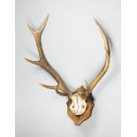 T.NEWTON, A LATE 19TH/EARLY 20TH CENTURY SET OF RED DEER ANTLERS UPON AN OAK SHIELD (h 86cm x w 65cm