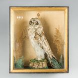 A LATE 19TH CENTURY TAXIDERMY SHORT-EARED OWL IN A GLAZED CASE (h 40.5cm x w 35.5cm x d 18cm)