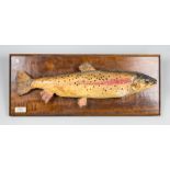 A 20TH CENTURY TAXIDERMY BROWN TROUT UPON AN OAK SHIELD BY JR RAWSON