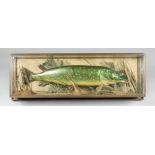 A 20TH CENTURY TAXIDERMY PIKE IN A GLAZED CASE (h 33cm x w 102cm x d 20cm)