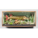 A 20TH CENTURY TAXIDERMY PIKE AND PERCH IN A PERSPEX GLAZED BOW FRONT CASE. By Tony Pirquet,