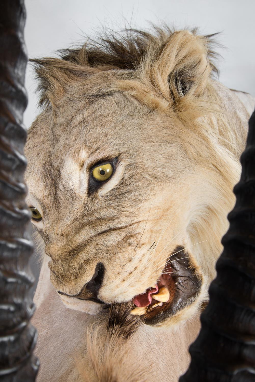 A MAGNIFICENT TAXIDERMY DIORAMA OF A MALE LION ATTACKING AN ORYX Namibia 21/09/2008. Taxidermist - Image 3 of 4