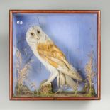 A LATE 19TH CENTURY TAXIDERMY BARN OWL IN A GLAZED CASE (h 38cm x w 38cm x d 15cm)