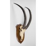 ROWLAND WARD, A LATE 19TH CENTURY SABLE UPPER SKULL AND HORNS UPON AN OAK SHIELD. Paper trade