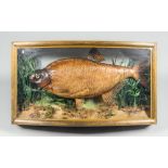 A 20TH CENTURY TAXIDERMY BREAM IN A PERSPEX GLAZED BOW FRONT CASE (h 38cm x w 66cm x d 15cm)