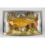 AN EARLY 20TH CENTURY TAXIDERMY COMMON CARP IN A GLAZED BOW FRONT CASE. Caught in Mapperley