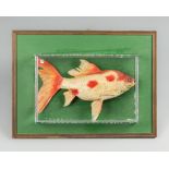 A 20TH CENTURY TAXIDERMY KOI CARP IN A PERSPEX GLAZED CASE (h 30.5cm x w 43cm x d 7.5cm)