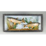 A 20TH CENTURY TAXIDERMY GLAZED CASE COMPRISING OF TWO DACE. 1962, River Avon, Ringwood. (h 28cm x w