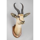 EDWARD GERRARD & SONS, A LATE 19TH/EARLY 20TH CENTURY TAXIDERMY SPRINGBUCK HEAD MOUNTED UPON AN