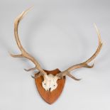 A 20TH CENTURY SET OF RED DEER ANTLERS UPON OAK SHIELD (h 80cm x w 80cm)