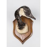H. MURRAY & SONS, AN EARLY 20TH CENTURY TAXIDERMY CANADA GOOSE HEAD UPON AN OAK SHIELD. Paper