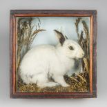 HENRY PASHLEY OF CLEY-NEXT-THE-SEA, 'HORACE', A TAXIDERMY RABBIT IN A GLAZED CASE, CIRCA 1910.