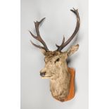 A LATE 19TH CENTURY TAXIDERMY RED DEER STAG HEAD UPON A WOODEN SHIELD. In original order, forward