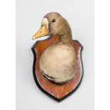 H. MURRAY & SONS, AN EARLY 20TH CENTURY TAXIDERMY GREATER WHITE-FRONTED GOOSE HEAD UPON AN OAK