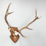 A 20TH CENTURY SET OF RED DEER ANTLERS UPON A WOODEN SHIELD (h 105cm x w 83cm x d 52cm)