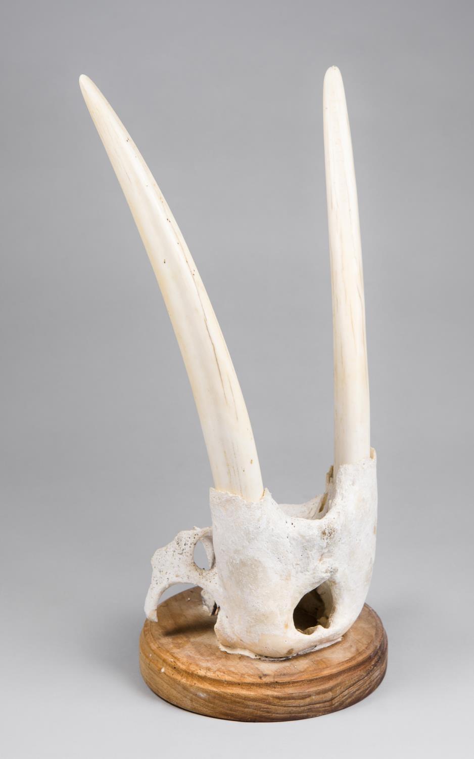 A 20TH CENTURY WALRUS SKULL MOUNTED UPON A WOODEN SHIELD Greenland, Denmark. (h 50cm)