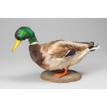 A 20TH CENTURY TAXIDERMY MALE MALLARD DUCK MOUNTED UPON A WOODEN BASE (h 28cm x w 44cm x d 16cm)