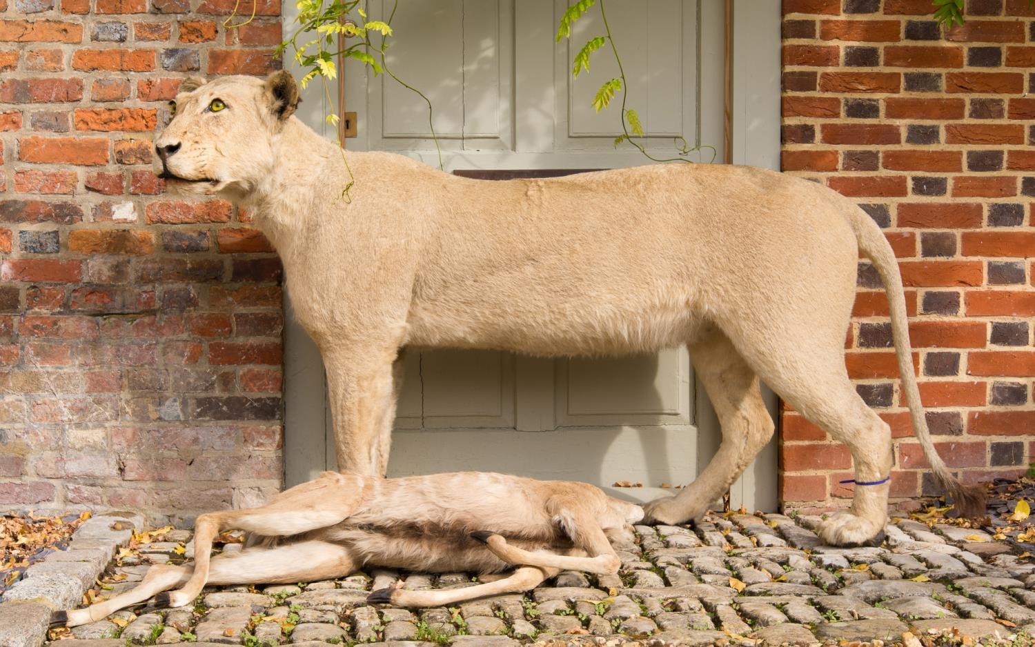 A LATE 20TH CENTURY TAXIDERMY STUDY OF A LIONESS WITH NYALA PREY. (h 107cm x w 195cm x d 55cm)