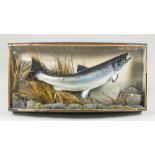 A 20TH CENTURY TAXIDERMY SEA TROUT IN A GLAZED BOW FRONT CASE (h 40.5cm x w 86.5cm x d 15cm)