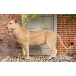 A LATE 20TH CENTURY TAXIDERMY STUDY OF A LIONESS. (h 120cm x w 200cm x d 40cm)