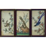 A COLLECTION OF SIX LATE 19TH/EARLY 20TH CENTURY INDIAN SILK WATERCOLOUR BIRD STUDIES Exotic birds