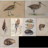 AFTER EDWARD LEAR, NATIONAL HISTORY INTEREST, A COLLECTION OF SEVEN 19TH CENTURY COLOURED ENGRAVINGS