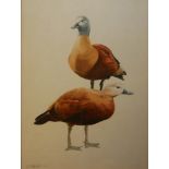 J.L. PADERA, SPANISH, A 20TH CENTURY WATERCOLOUR BIRD STUDY A pair of birds with brown feathers,