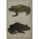 AN EARLY 20TH CENTURY WATERCOLOUR Study of toads, mounted, framed and glazed. (25cm x 31cm)