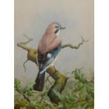 BARRY SKETCHLEY, TWO OF WATERCOLOUR BIRD STUDIES Titled 'Great Spotted Woodpecker', framed and