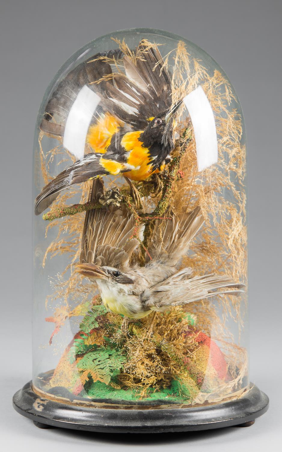 A LATE 19TH CENTURY DOME OF TAXIDERMY TROPICAL BIRDS (h 40cm x w 26.5cm x d 26.5cm)