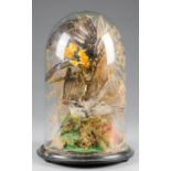 A LATE 19TH CENTURY DOME OF TAXIDERMY TROPICAL BIRDS (h 40cm x w 26.5cm x d 26.5cm)