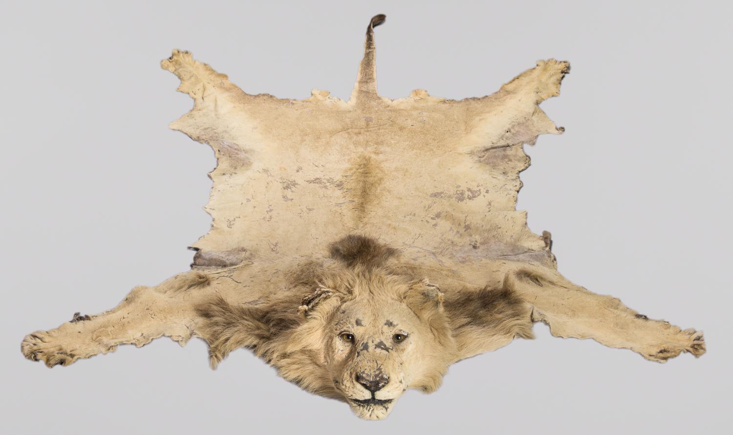 AN EARLY 20TH CENTURY TAXIDERMY LION SKIN RUG WITH MOUNTED HEAD. A letter of provenance 'The Lion,