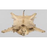 AN EARLY 20TH CENTURY TAXIDERMY LION SKIN RUG WITH MOUNTED HEAD. A letter of provenance 'The Lion,