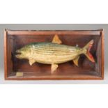 A LATE 20TH CENTURY TAXIDERMY TIGERFISH IN A GLAZED CASE (h 42cm x w 81.5cm x d 34cm)