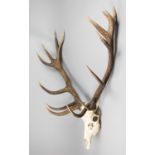 A LARGE AND IMPRESSIVE 20TH CENTURY RED DEER SKULL AND ANTLERS WITH 15 POINTS (h 106cm x w 104cm x d