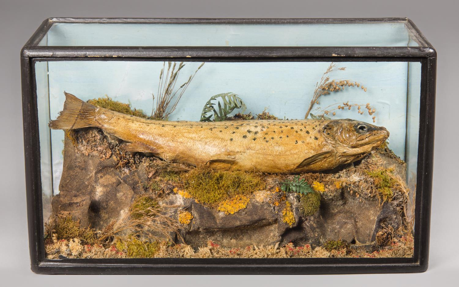 A 19TH CENTURY TAXIDERMY BROWN TROUT IN A GLAZED CASE (h 23cm x w 41cm x d 18cm)