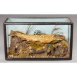 A 19TH CENTURY TAXIDERMY BROWN TROUT IN A GLAZED CASE (h 23cm x w 41cm x d 18cm)