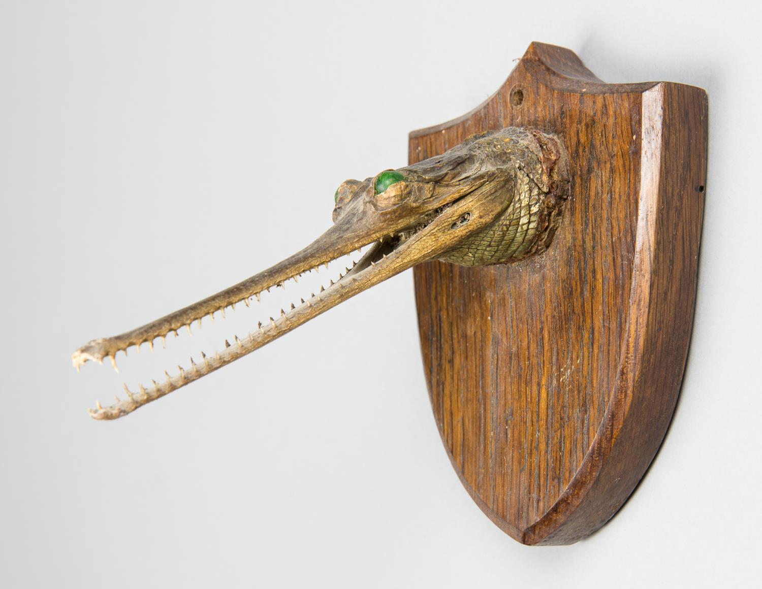 A LATE 19TH CENTURY TAXIDERMY GHARIAL HEAD UPON AN OAK SHIELD (h 14cm x w 10.5cm x d 16cm)