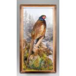 A.J. ARMISTEAD, A 21ST CENTURY TAXIDERMY PHEASANT IN A GLAZED FRAMED WALL CASE. Inscribed 'A.J.