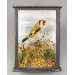 A LATE 19TH/EARLY 20TH CENTURY TAXIDERMY GOLDFINCH IN A GLAZED CASE WITH A NATURALISTIC SETTING (h
