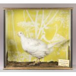 A LATE 20TH CENTURY TAXIDERMY WHITE/LEUCISTIC PHEASANT. In an earlier case with modern