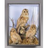 A LATE 19TH CENTURY TAXIDERMY TAWNY OWL WITH TWO CHICKS IN A GLAZED CASE WITH A NATURALISTIC SETTING