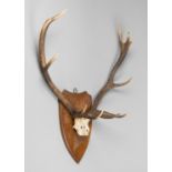 A 20TH CENTURY RED DEER PART UPPER SKULL AND ANTLERS UPON AN OAK SHIELD (h 88cm x w 70cm x d 23cm)